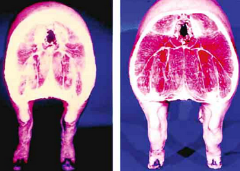 Свиноматка потребує різних рівнів поживних речовин корму в різні періоди – Економіка