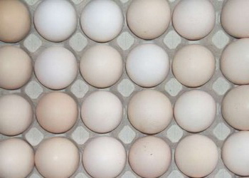 Експорт яєць за 2 місяці зріс на 41,4%, але виторг впав – Економіка