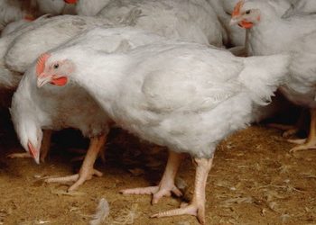 Як проявляється артрит і остеомієліт у птиці – Економіка