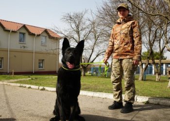 “Подобається, що з собаками можна спілкуватися”: кінологи Нацполіції Сумщини розповіли про свою професію і вихованців – Суми та область