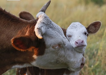 Носійство мікоплазми в стаді ВРХ може зберігатися досить довго – Економіка