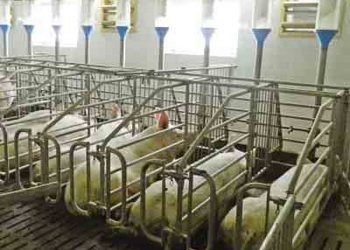 Один із найбільш патогенних збудників респіраторного синдрому свиней налічує 15 серотипів – Економіка