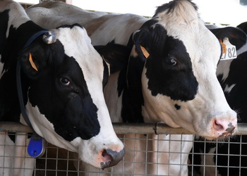 В І кварталі «Астарта» виробила на 7% більше молока – Економіка