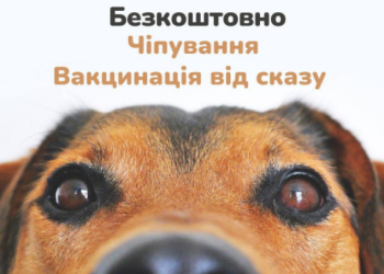 У Гостомелі безкоштовно чіпують та вакцинують домашніх тварин | Київщіна