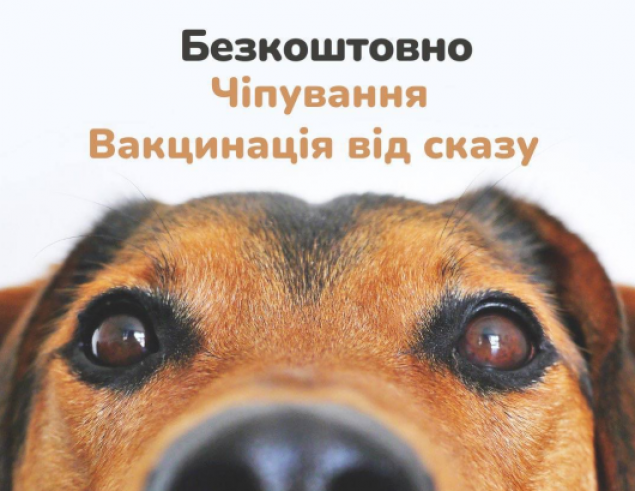 У Гостомелі безкоштовно чіпують та вакцинують домашніх тварин | Київщіна