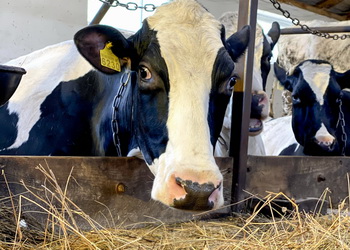 Моніторингова система зафіксує найменші зміни в стані корови – Економіка