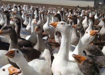 Племзавод «Роздольне» реалізує 10 тис. гусенят – Економіка