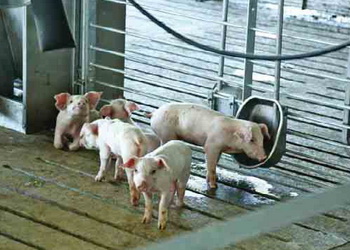 Молоде зерно в кормі може стати причиною некрозу кінчиків вух у свиней – Економіка