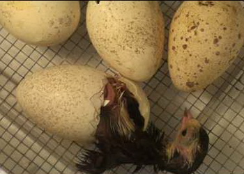 Мармурова шкаралупа інкубаційних яєць погіршує показники виводу індиченят – Економіка