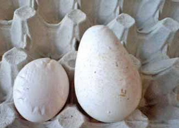 Що спричиняє появу тонкої шкаралупи інкубаційного індичого яйця – Економіка