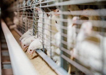 Корми з високим умістом білка можуть бути ефективнішими в ранню фазу росту птиці – Економіка