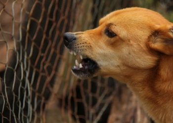 За минулий тиждень на Лебединщині зафіксовано 6 випадків укусів собак – Суми та область