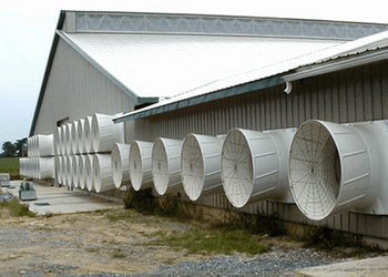 Вентилятор у пташнику має бути потужним, щоб створювати ефект охолодження