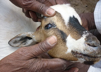 Україна запобігає поширенню смертельного вірусу чуми дрібних жуйних тварин – Економіка