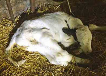 Після зимової дизентерії молочна продуктивність корів може відновлюватися кілька тижнів – Економіка