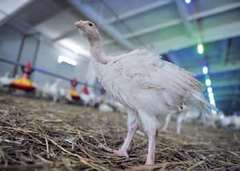 Індичат годують сухими сумішами, коли немає повнораціонних комбікормів – Економіка