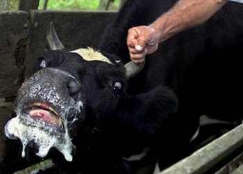 На Сумщині від сказу загинула корова – Економіка