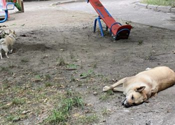 У Сумах невідомі вночі труять собак – Суми та область