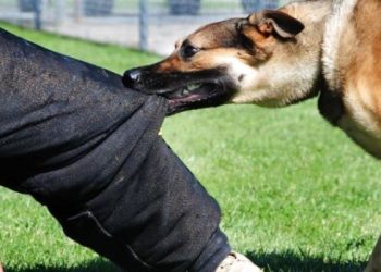 За минулий тиждень на Лебединщині зафіксовано 6 випадків укусів тварин – Суми та область