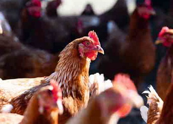 Афлатоксин б’є по імунній системі птиці – Економіка