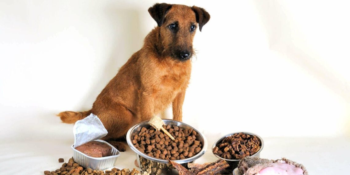 Обзор интернет-магазина Zoodom.ua