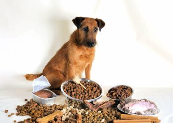 Обзор интернет-магазина Zoodom.ua