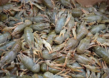 5 серпня запроваджується заборона на вилов раків на період їхнього линяння – Економіка