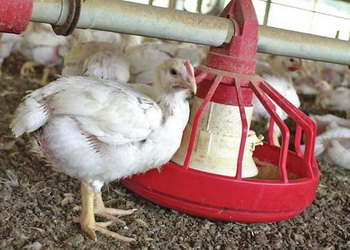 Коли використання пробіотиків для птиці не має сенсу – Економіка