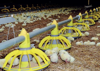 Як підтримувати оптимальний уміст амінокислот у раціоні птиці – Економіка