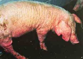 Як діагностують і лікують хвороби свиней, спричинені ектопаразитами – Економіка