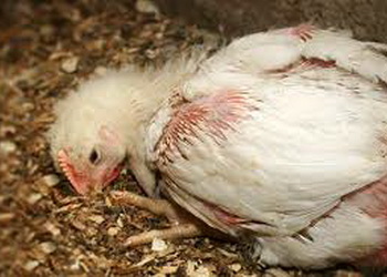 Метод накопичення дозволяє з’ясувати видовий склад ооцист кокцидій – Економіка