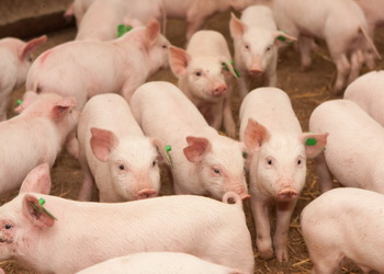 Найбільше зростання свинарства прогнозують Азії й Латинській Америці – Економіка