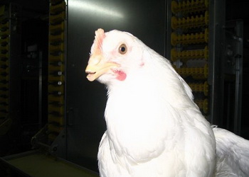 Який спосіб дебікування найменш болючий для курей – Економіка