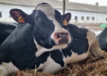 Гіпокальціємія після отелення найчастіше трапляється у високопродуктивних корів – Економіка