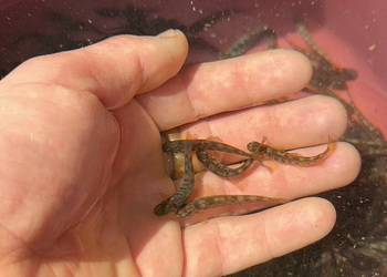 Від початку року у водойми вселили понад 700 тис. екземплярів молоді риб – Економіка