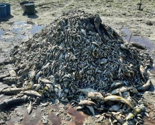 На Сумщині виловили і захоронили мертву рибу з Сейму – Суми та область