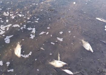 У Сеймі на Сумщині масово гине риба – Суми та область