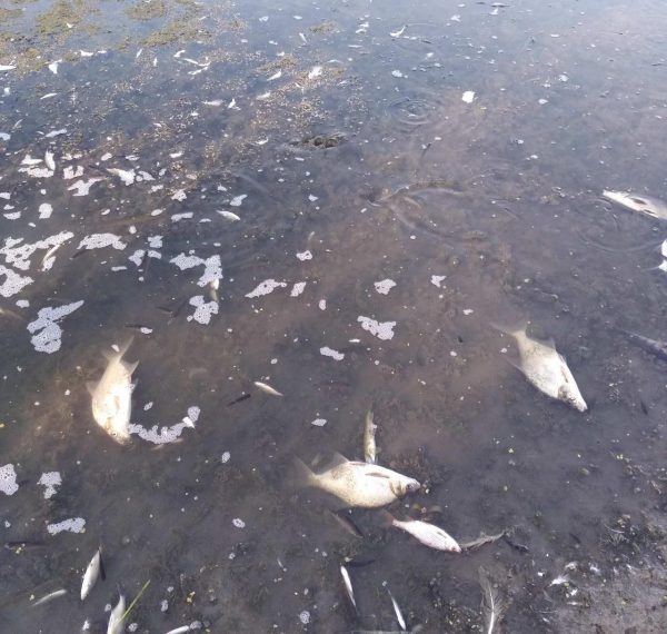 У Сеймі на Сумщині масово гине риба – Суми та область