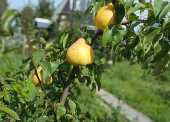 Насколько популярные сорта колоновидных груш в Украине?