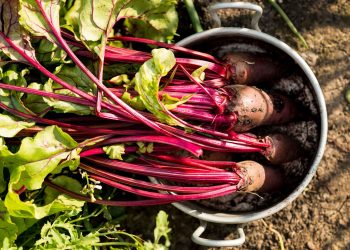 Кормовий буряк: від насіння до гарного врожаю