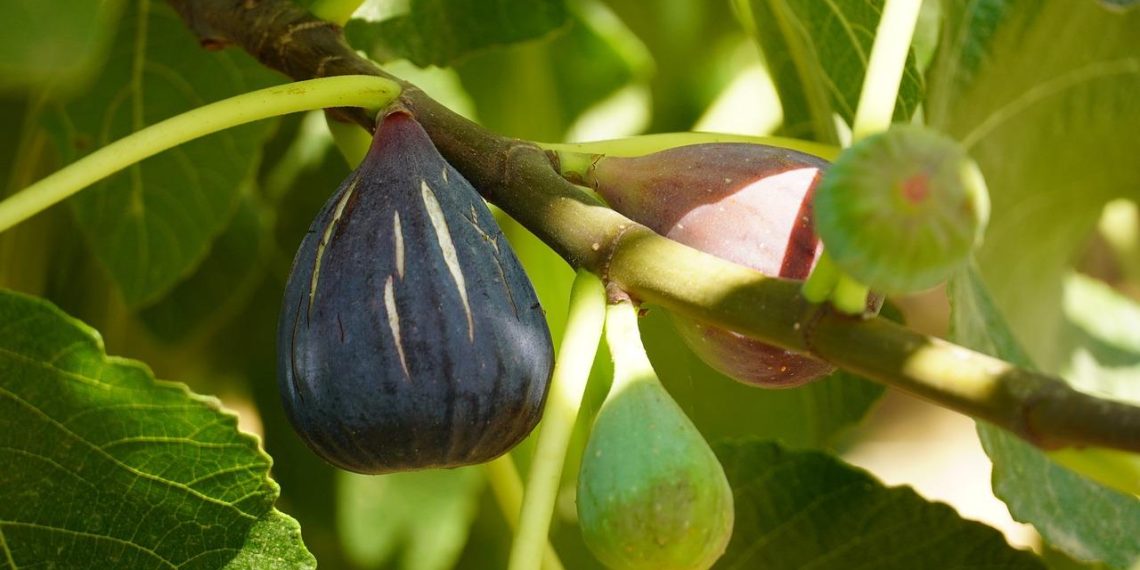 Когда начинает плодоносить инжир?