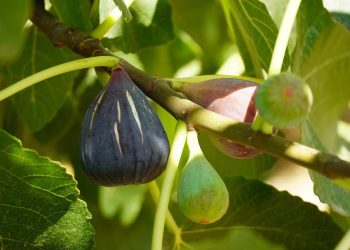 Когда начинает плодоносить инжир?