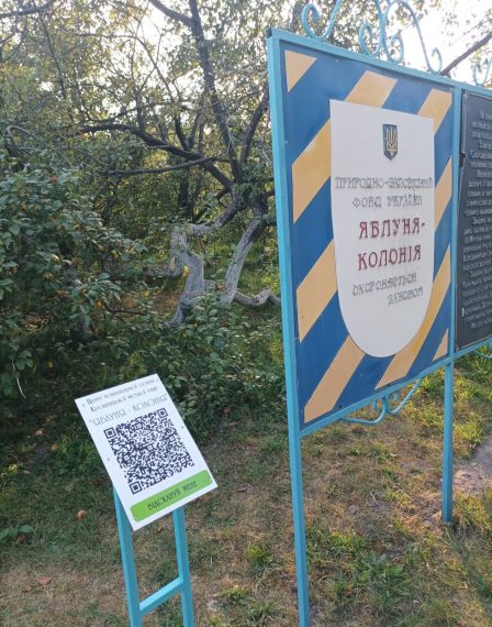 Відтепер біля кролевецької диво-яблуньки є онлайн гід – Суми та область