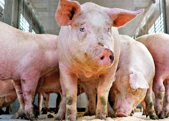 На Миколаївщині виявили АЧС у свиней – Економіка