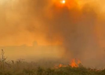 На Конотопщині другу добу гасять пожежу у лісі – Суми та область