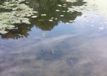 Ситуація із забрудненням річки Сейм повільно, але покращується – Суми та область