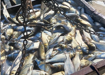 Понад 1,2 млн рибин випустили в озеро Ялпуг на Одещині – Економіка