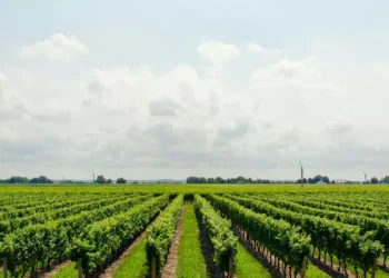 Ціни на землю в Україні встановили рекорд: скільки коштував 1 га і де найдорожчі ділянки | Економіка