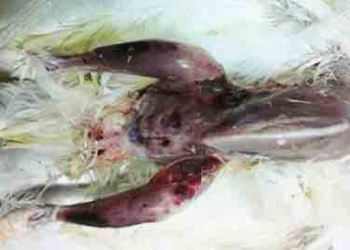 Вірус хвороби Гамборо має велику штамову різноманітність – Економіка