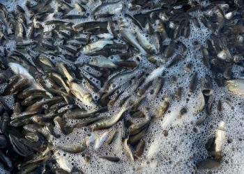 На Сумщині зарибили водосховище – Суми та область